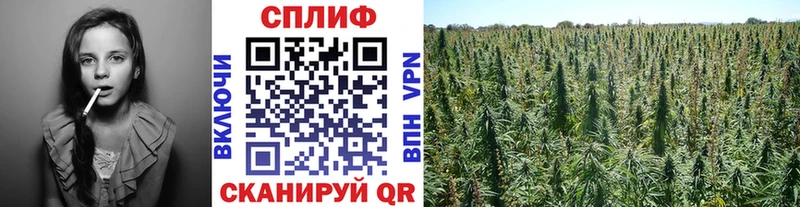Купить закладки  Новотроицк  Шишки марихуана конопля 